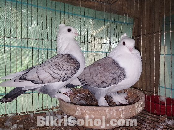 ঝর্ণা সার্টিং কবুতর